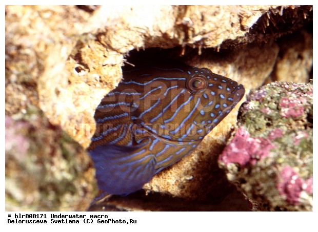 ���������, �������, �������, ����, ������� ����, ���������