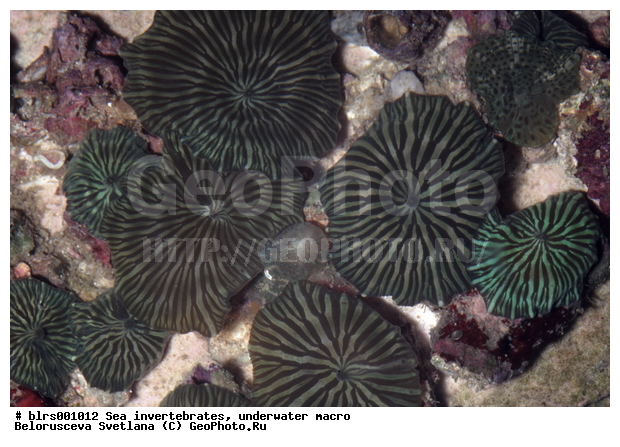 ��������������, ������������, ��������, ����������������, �����������, ������� ��������, ���������