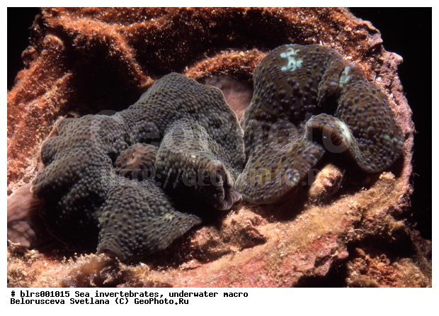 ��������������, ������������, ��������, ����������������, �����������, ������� ��������, ���������