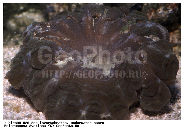 ��������������, ��������, ����������������, ������������ ������, �����������, ������� ��������, ���������, ������������