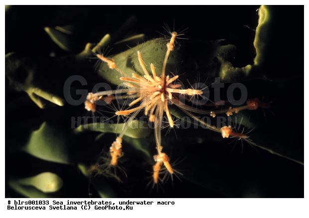 ����� ����, ��������������, ���������� ������, ��������, ����������������, �����������, ������� ��������, ���������