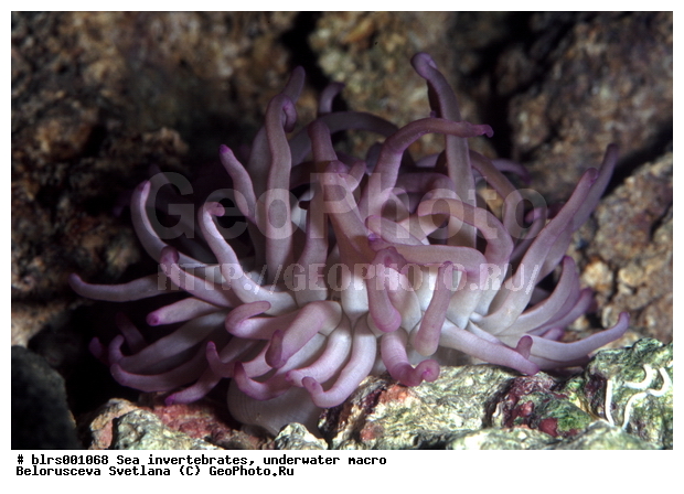 ��������������, ��������, �����������, ������� ��������, ���������