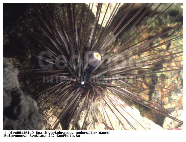 ��������������, ��������, �����������, ������� ��������, ���������