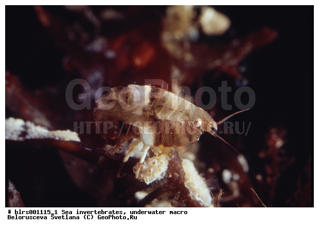 ��������������, ��������, �����������, ������� ��������, ���������