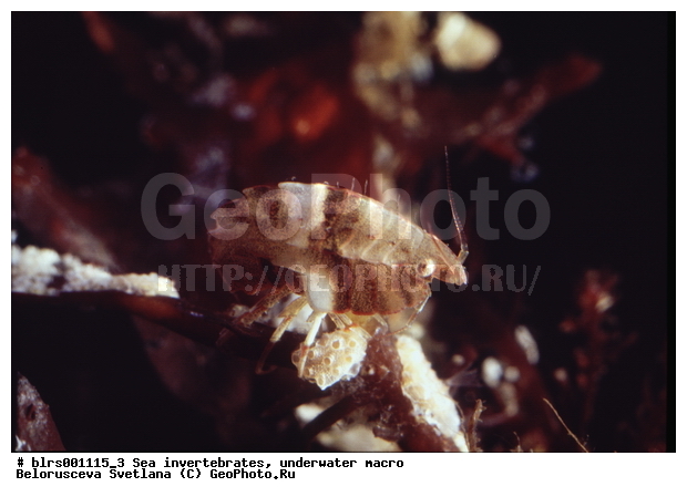 ��������������, ��������, �����������, ������� ��������, ���������