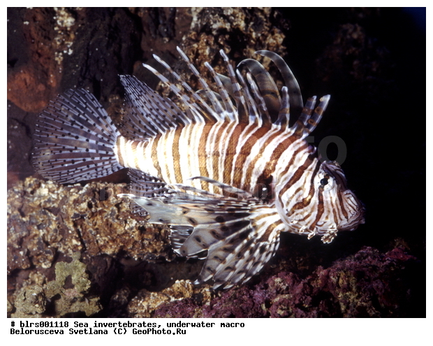 ��������������, ��������, �����������, ������� ��������, ���������