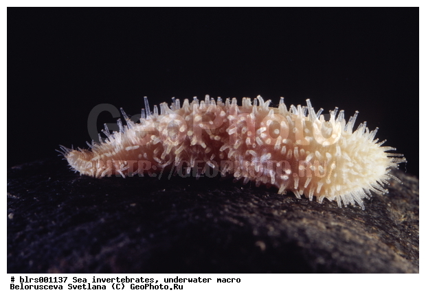 ��������������, ��������, �����������, ������� ��������, ���������