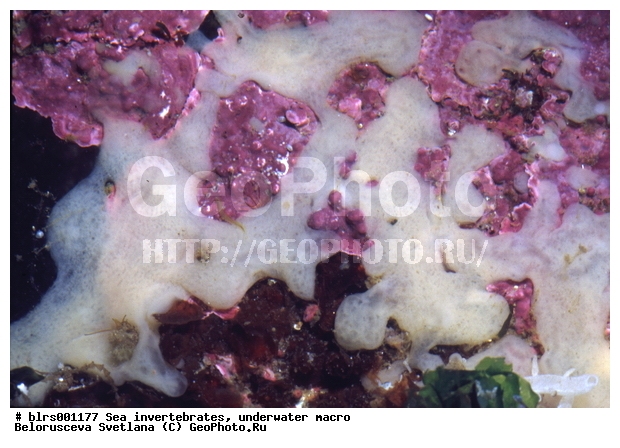 ����� ����, ��������������, �����, ��������, �����������, ������� ��������, ���������