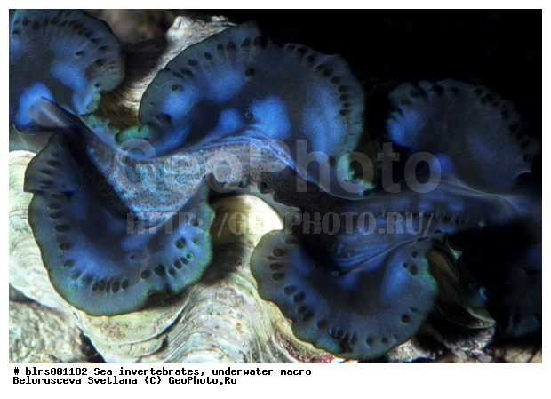 ��������������, ������������� ��������, ��������, �����������, ������� ��������, ���������, ��������