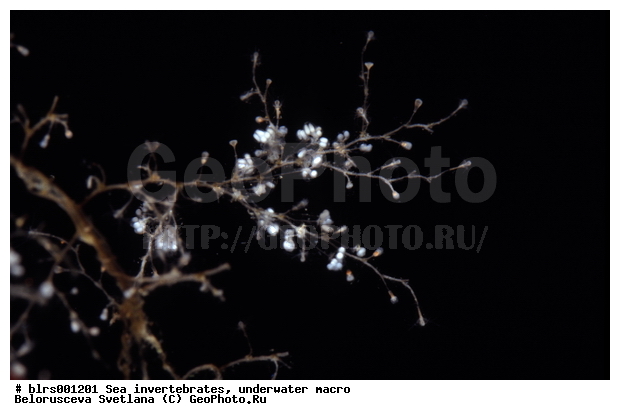 ����� ����, ��������������, ���������� ������, ��������, ����������������, �����������, ������� ��������, ���������