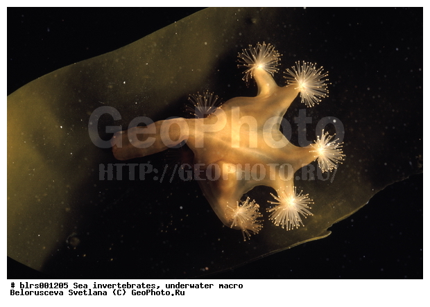 ����� ����, ��������������, ��������, ����������������, �����������, ������� ��������, ���������, ������������