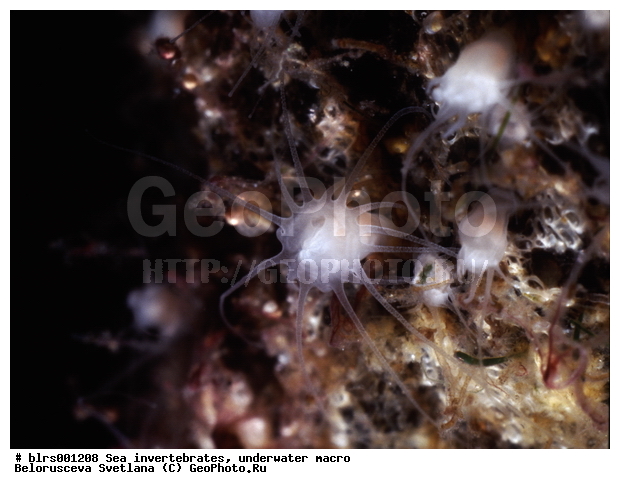 ����� ����, ��������������, ��������, ����������������, �����������, ������� ��������, ���������, ����������, ���������� ������