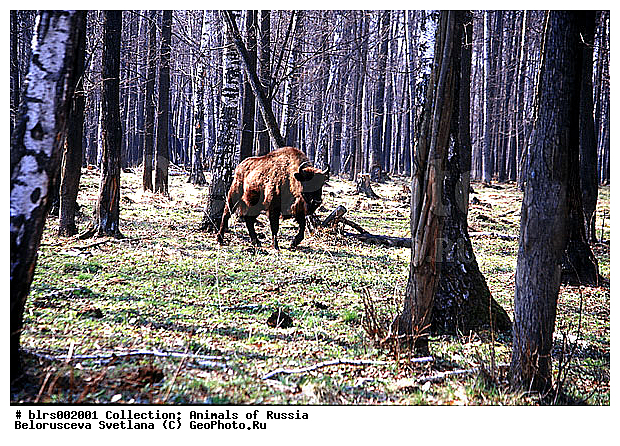 �������-���������, ����������, ����, ��������, �������������, �����, �����, XYZ, ���������, Bovidae, ����, ����������� ����, Bison bonasus