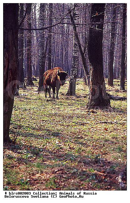 �������-���������, ����������, ����, ��������, �������������, �����, �����, XYZ, ���������, Bovidae, ����, ����������� ����, Bison bonasus