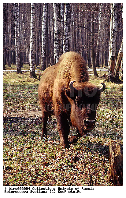 �������-���������, ����������, ����, ��������, �������������, �����, �����, XYZ, ���������, Bovidae, ����, ����������� ����, Bison bonasus