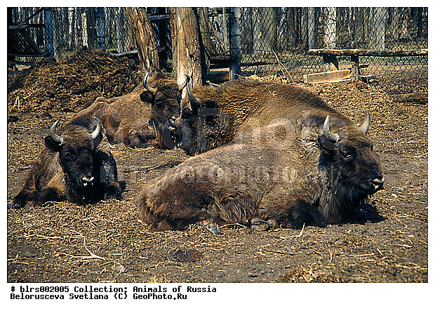 ����, ��������-��������� ����������, �������������, �����, �����, XYZ, ���������, Bovidae, ����, ����������� ����, Bison bonasus