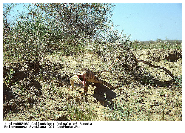 ��������������, ������, �����, �������, ������ ��������, ������������ ���, ������, �������� ��������, ��������, ��������������, ��������������, ��������, ��������, �������, �������, XYZ, ���������, Varanidae, ����� �����, ��������� �����, Varanus griseus