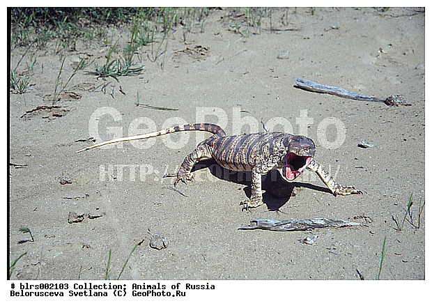 ��������������, ������, �����, �������, ������ ��������, ������������ ���, ������, �������� ��������, ��������, ��������������, ��������������, ��������, ��������, �������, �������, XYZ, ���������, Varanidae, ����� �����, ��������� �����, Varanus griseus