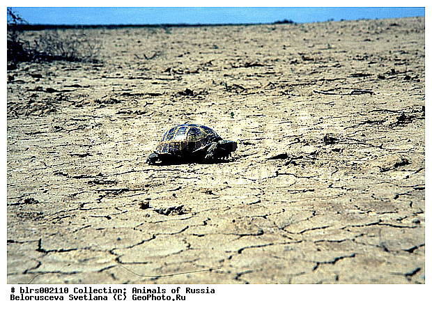 ��������������, ������, ����������, �������, �����, ��������� ��������, �������, ��������, ������ ��������, ������������ ���, ������, ��������, ��������, ��������������, ��������������, ��������, ��������, XYZ, ���������� ��������, Testudinidae, ��������������� ��������, ������� ��������, Testudo horsfieldii, Agrionemys horsfieldii