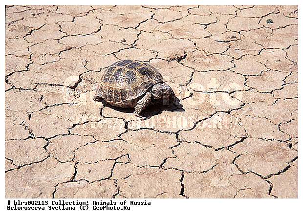 ��������������, ������, ����������, �������, �����, ��������� ��������, �������, ��������, ������ ��������, ������������ ���, ������, ��������, ��������, ��������������, ��������������, ��������, ��������, XYZ, ���������� ��������, Testudinidae, ��������������� ��������, ������� ��������, Testudo horsfieldii, Agrionemys horsfieldii