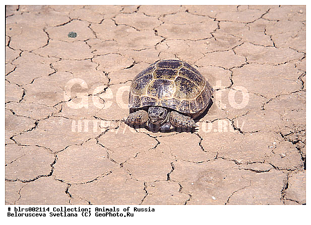 ��������������, ������, ����������, �������, �����, ��������� ��������, �������, ��������, ������ ��������, ������������ ���, ������, ��������, ��������, ��������������, ��������������, ��������, ��������, XYZ, ���������� ��������, Testudinidae, ��������������� ��������, ������� ��������, Testudo horsfieldii, Agrionemys horsfieldii