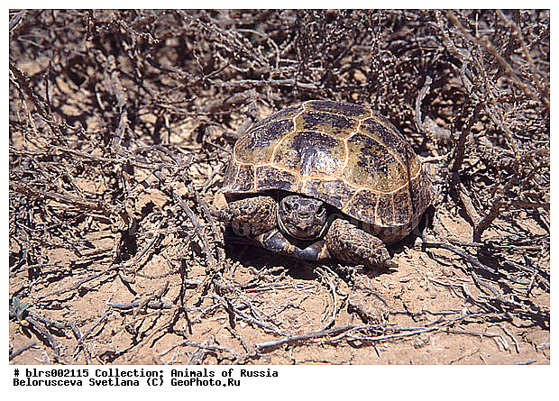 ��������������, ������, �����, �������, ������ ��������, ������������ ���, ������, ��������, ��������, ��������������, ��������������, ��������, ��������, XYZ, ���������� ��������, Testudinidae, ��������������� ��������, ������� ��������, Testudo horsfieldii, Agrionemys horsfieldii