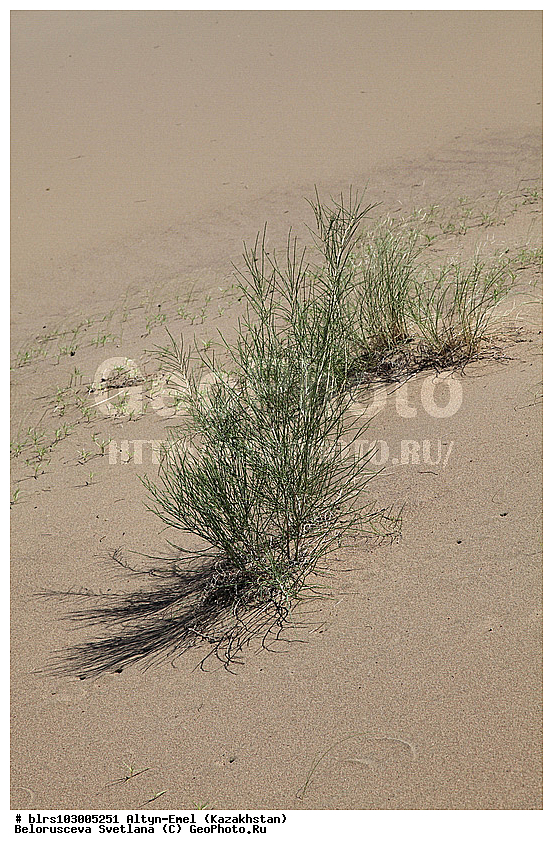 ������������ ����, �����-�����, ���������, �����, ��������,  ��������, ������, ���������, ������� ����, ����������� ������, �����, ������, �����, ����, ��������, ����, �����, ������, ��������