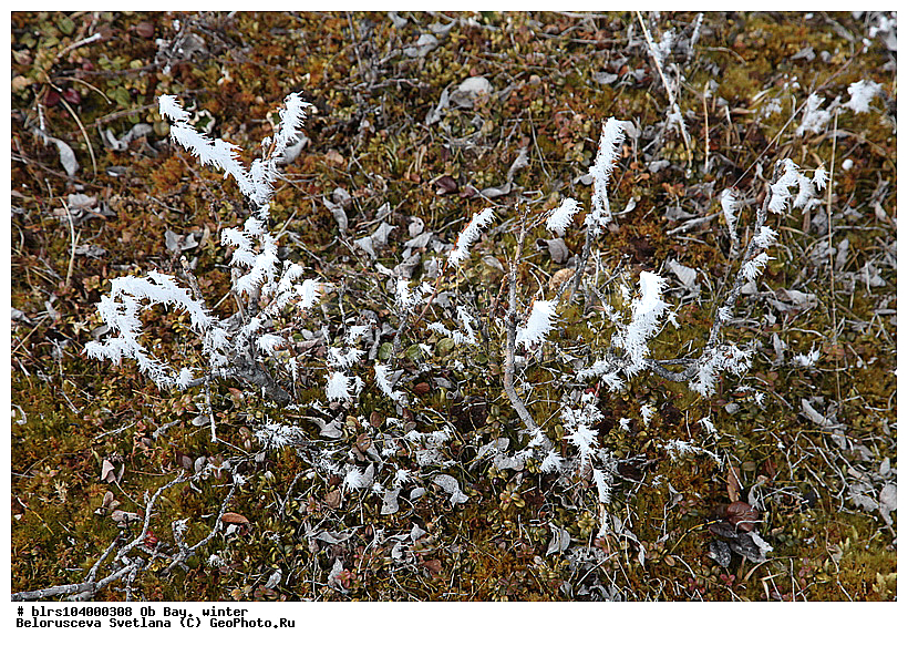 ������ ����,  ����, �����, ���