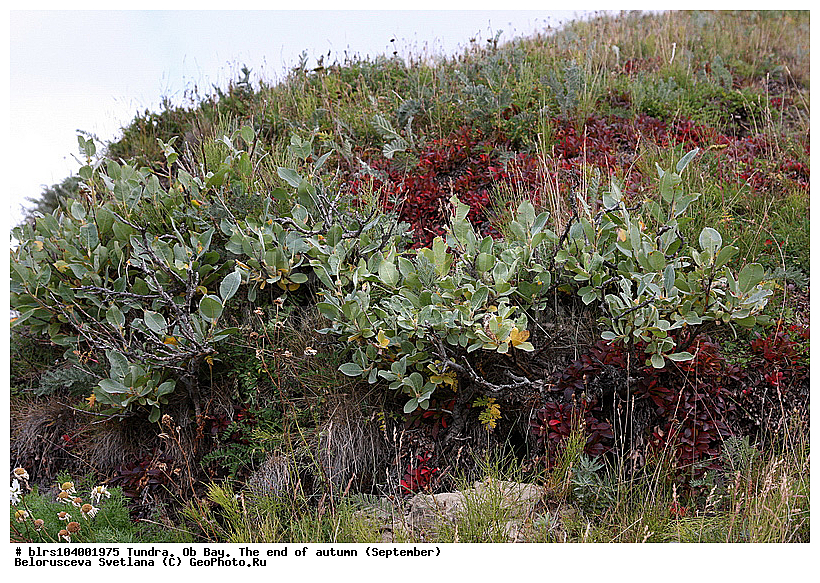 ������ ����,  ������, �����, ��������, �����-��������, ������, �������� ������, �������