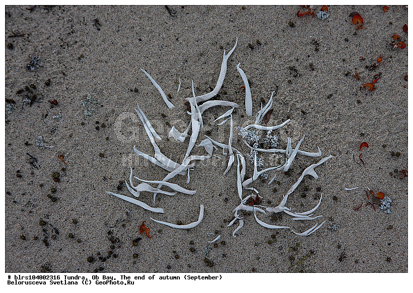 ������ ����,  ������, �����, ��������, �����-��������, ������, �������� ������, �������