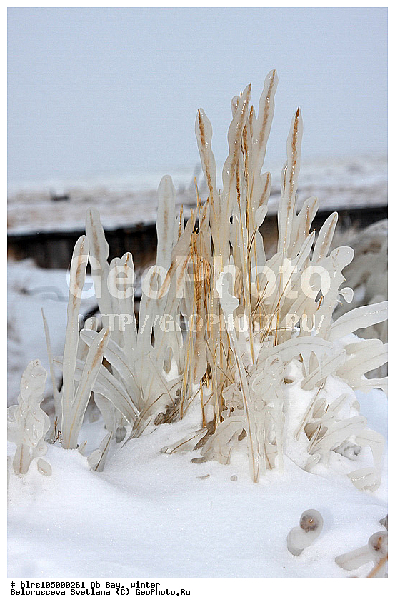 ������ ����,  ����, �����, ���