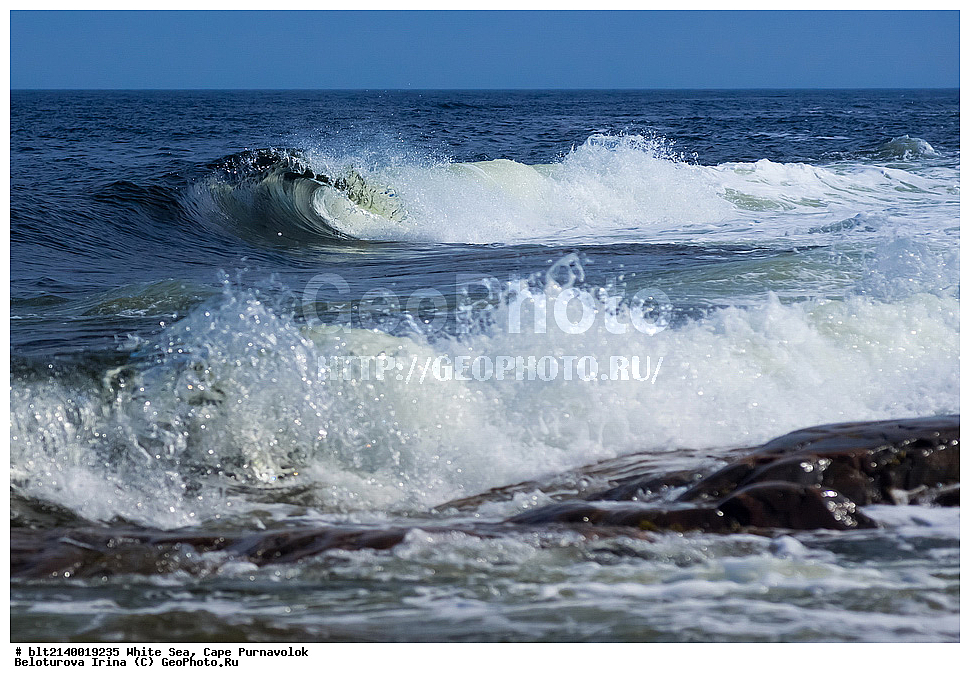 White Sea, Cape Purnavolok, ����� ����, ��� ����������, �����, ����, ���, ����������, �������, �����, ������, �������, ����, �����, ������, �����, ������, �����