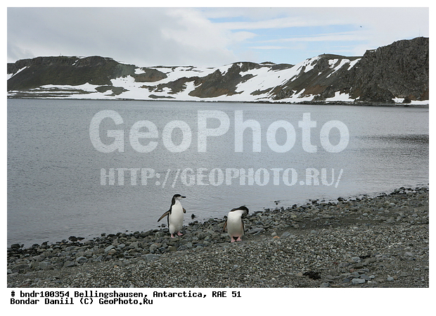 ����������, ����������, �������������, ���, ��� 51, ��� 2005, ���������� �������������� ����������, ����� �����, �����, ������, ���, ����, ������, ����, ����, �����, ������, ��������, ����, �������, �� ������, �����, ������, �������, ������� ��������������, ��������, �������, �����, �����, ����������, ����� ��������, �����, �����, ����������, �������������� �������, Pygoscelis antarctica, �����������, ��������, Spheniscidae, ������� �����, ������� �����, XYZ