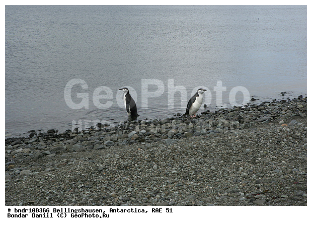 ����������, ����������, �������������, ���, ��� 51, ��� 2005, ���������� �������������� ����������, ����� �����, �����, ������, ���, ����, ������, ����, �����, �������, �����, ������, �������, ������� ��������������, ��������, �������, �����, �����, ����� ��������, �����, ����������, �������������� �������, Pygoscelis antarctica, �����������, ��������, Spheniscidae, ������� �����, ������� �����, XYZ