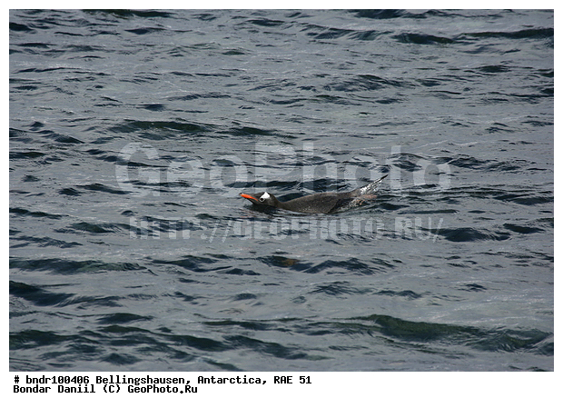 ����������, ����������, �������������, ���, ��� 51, ��� 2005, ���������� �������������� ����������, ����� �����, � ����, ���, ����, ����, �������, ����, �����, �������, ������� �����������������, �����, �����, ����� ��������, �����, ����������, ������� �����, ������� �����, Antarctic, XYZ, �����������, ��������, Spheniscidae, ����������������� �������, ���������� �������, Pygoscelis papua, �������������, �������������� �������, ������� �����, ������� �����, Antarctic, XYZ, �����������, ��������, Spheniscidae, ����������������� �������, ���������� �������, Pygoscelis papua, �������������, �������������� �������
