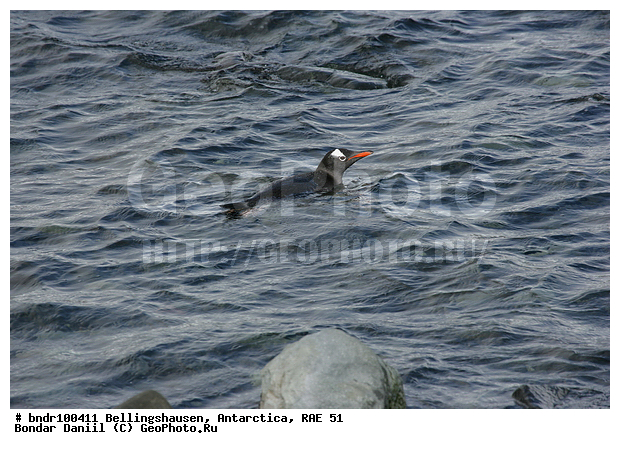 ����������, ����������, �������������, ���, ��� 51, ��� 2005, ���������� �������������� ����������, ����� �����, � ����, ���, ����, ����, �������, ����, �����, �������, ������� �����������������, �����, �����, ����� ��������, �����, ����������, ������� �����, ������� �����, Antarctic, XYZ, �����������, ��������, Spheniscidae, ����������������� �������, ���������� �������, Pygoscelis papua, �������������, �������������� �������, ������� �����, ������� �����, Antarctic, XYZ, �����������, ��������, Spheniscidae, ����������������� �������, ���������� �������, Pygoscelis papua, �������������, �������������� �������