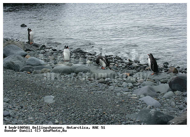 ����������, ����������, �������������, ���, ��� 51, ��� 2005, ���������� �������������� ����������, ����� �����, ������, �����, ���, ����, ���������, ������, �����, ������, �����, ����, �������, �� ������, �����, ������, �������, ������� �����������������, ��������, �������, �����, �����, ����� ��������, ������, �����, �������, ����������, ������� �����, ������� �����, Antarctic, XYZ, �����������, ��������, Spheniscidae, ����������������� �������, ���������� �������, Pygoscelis papua, �������������, �������������� �������, ������� �����, ������� �����, Antarctic, XYZ, �����������, ��������, Spheniscidae, ����������������� �������, ���������� �������, Pygoscelis papua, �������������, �������������� �������
