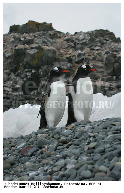 ����������, ����������, �������������, ���, ��� 51, ��� 2005, ���������� �������������� ����������, ����� �����, ������, ������, ����, �����, ���������, ����, �������, �������, ������� �����������������, ��������, �����, �����, ��������, ����, ����� ��������, ������, �����, ����������, ������� �����, ������� �����, Antarctic, XYZ, �����������, ��������, Spheniscidae, ����������������� �������, ���������� �������, Pygoscelis papua, �������������, �������������� �������, ������� �����, ������� �����, Antarctic, XYZ, �����������, ��������, Spheniscidae, ����������������� �������, ���������� �������, Pygoscelis papua, �������������, �������������� �������