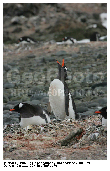 ����������, ����������, �������������, ���, ��� 51, ��� 2005, ���������� �������������� ����������, ����� �����, � ������, ����������, ������, ����, �������, ��������, �������, ������� �����������������, ��������, �������, �����, �����, �����, ������, ����� ��������, ������, �����, ����������, ������� �����, ������� �����, Antarctic, XYZ, �����������, ��������, Spheniscidae, ����������������� �������, ���������� �������, Pygoscelis papua, �������������, �������������� �������, ������� �����, ������� �����, Antarctic, XYZ, �����������, ��������, Spheniscidae, ����������������� �������, ���������� �������, Pygoscelis papua, �������������, �������������� �������