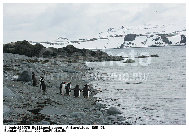 ����������, ����������, �������������, ���, ��� 51, ��� 2005, ���������� �������������� ����������, ����� �����, �����, ���, ����, ������, ������, �����, ������, �����, ��������, �������, �� ������, �����, ������, �������, ������� �����������������, ��������, �������, �����, �����, ��������, ����� ��������, ����, �����, ���������, �����, �����, ����������, ������� �����, ������� �����, Antarctic, XYZ, �����������, ��������, Spheniscidae, ����������������� �������, ���������� �������, Pygoscelis papua, �������������, �������������� �������, ������� �����, ������� �����, Antarctic, XYZ, �����������, ��������, Spheniscidae, ����������������� �������, ���������� �������, Pygoscelis papua, �������������, �������������� �������