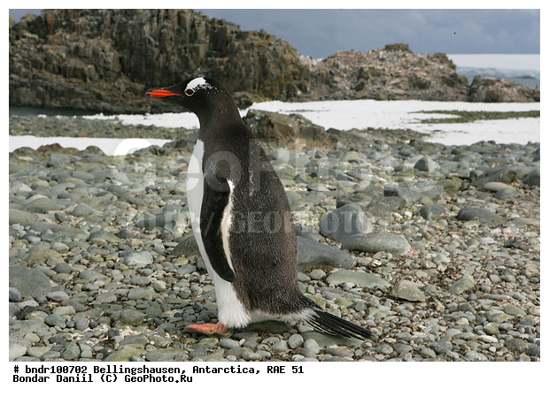 ����������, ����������, �������������, ���, ��� 51, ��� 2005, ���������� �������������� ����������, ����� �����, �����, ������, ������, �����, �� ������, ���������, ����, ������, �������, ������� �����������������, �������, �����, �����, �����, ����� ��������, ������, �����, ����������, ������� �����, ������� �����, Antarctic, XYZ, �����������, ��������, Spheniscidae, ����������������� �������, ���������� �������, Pygoscelis papua, �������������, �������������� �������, ������� �����, ������� �����, Antarctic, XYZ, �����������, ��������, Spheniscidae, ����������������� �������, ���������� �������, Pygoscelis papua, �������������, �������������� �������