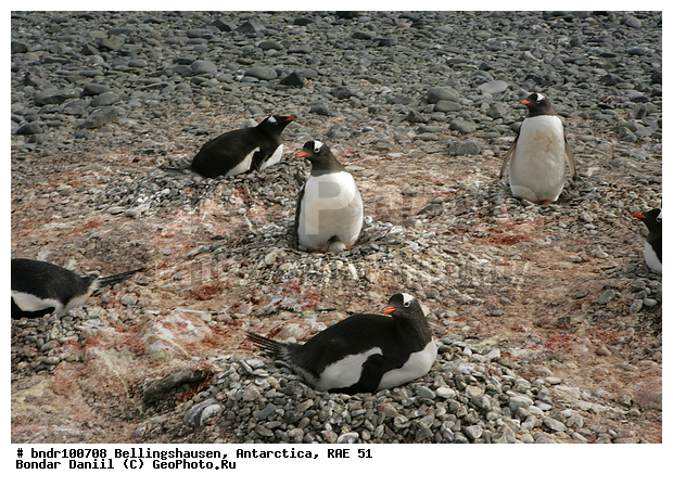 ����������, ����������, �������������, ���, ��� 51, ��� 2005, ���������� �������������� ����������, ����� �����, � ������, ����������, ������, ������, ������, �����, �������, ������� �����������������, ��������, �������, �����, �����, ������, ����� ��������, �����, ����������, ������� �����, ������� �����, Antarctic, XYZ, �����������, ��������, Spheniscidae, ����������������� �������, ���������� �������, Pygoscelis papua, �������������, �������������� �������, ������� �����, ������� �����, Antarctic, XYZ, �����������, ��������, Spheniscidae, ����������������� �������, ���������� �������, Pygoscelis papua, �������������, �������������� �������