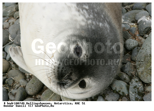 ����������, ����������, �������������, ���, ��� 51, ��� 2005, ���������� �������������� ����������, ����� �����, ������, ��������, �����, �����, ������, �����, ����, �������, ������, ������ ��������, ���, �����, ����������, ������� �������������, ������� �������������, ������� �����, XYZ, ��������� ������, Phocidae, ������ ��������, Leptonychotes weddellii, ������� �������������, ������� �������������, ������� �����, XYZ, ��������� ������, Phocidae, ������ ��������, Leptonychotes weddellii