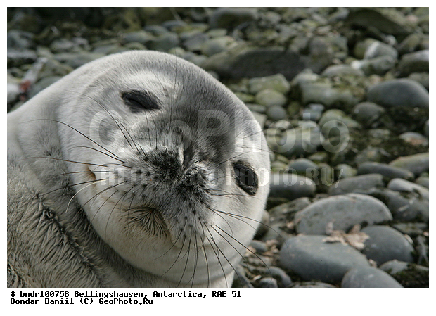 ����������, ����������, �������������, ���, ��� 51, ��� 2005, ���������� �������������� ����������, ����� �����, ������, ������, ��������, �����, �����, ��������, ����, ��������, �������, ������, ������ ��������, ���, �����, ������, ����������, ������� �������������, ������� �������������, ������� �����, XYZ, ��������� ������, Phocidae, ������ ��������, Leptonychotes weddellii, ������� �������������, ������� �������������, ������� �����, XYZ, ��������� ������, Phocidae, ������ ��������, Leptonychotes weddellii