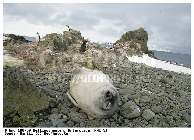 ����������, ����������, �������������, ���, ��� 51, ��� 2005, ���������� �������������� ����������, ����� �����, �����, ������, �����, ��������, �����, �����, ������, �����, ������, �� ������, ����, ������, ��������, �����, ����, �����, ����� ��������, ������, ������ ��������, �����, ����������, ������� �������������, ������� �������������, ������� �����, XYZ, ��������� ������, Phocidae, ������ ��������, Leptonychotes weddellii, ������� �������������, ������� �������������, ������� �����, XYZ, ��������� ������, Phocidae, ������ ��������, Leptonychotes weddellii