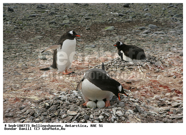 ����������, ����������, �������������, ���, ��� 51, ��� 2005, ���������� �������������� ����������, ����� �����, � ������, ����������, ������, ��������, ���������, ��������, �������, ������� �����������������, ��������, �������, �����, �����, ������, ����� ��������, ������, ����, �����, ����������, ����, ����, ������� �����, ������� �����, Antarctic, XYZ, �����������, ��������, Spheniscidae, ����������������� �������, ���������� �������, Pygoscelis papua, �������������, �������������� �������, ������� �����, ������� �����, Antarctic, XYZ, �����������, ��������, Spheniscidae, ����������������� �������, ���������� �������, Pygoscelis papua, �������������, �������������� �������