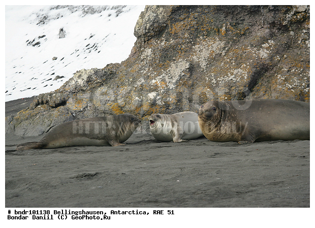 ����������, ����������, �������������, ���, ��� 51, ��� 2005, ���������� �������������� ����������, ����� �����, ������, ������, ������, ��������, ��������, ������, �����, ������, �������, �� �����, �������, ��������, ������, �����, �������, ��������, �����, ����� ��������, ����, ������, ������, �����, ����������, ������� �������������, ������� �������������, ������� �����, XYZ, ��������� ������, Phocidae, ����� ������� ����, Mirounga leonina, ������� �������������, ������� �������������, ������� �����, XYZ, ��������� ������, Phocidae, ����� ������� ����, Mirounga leonina