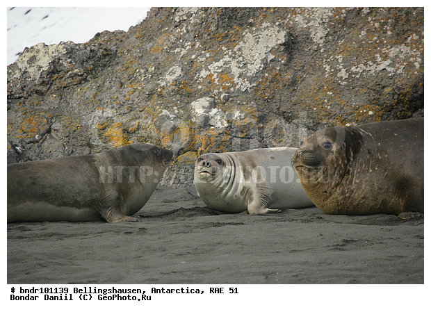 ����������, ����������, �������������, ���, ��� 51, ��� 2005, ���������� �������������� ����������, ����� �����, ������, ������, ������, ��������, ��������, �����, ������, �������, ������������, ����� �����, ��������, ����� ��������, ����, ������, ������, �����, ����������, ������� �������������, ������� �������������, ������� �����, XYZ, ��������� ������, Phocidae, ����� ������� ����, Mirounga leonina, ������� �������������, ������� �������������, ������� �����, XYZ, ��������� ������, Phocidae, ����� ������� ����, Mirounga leonina