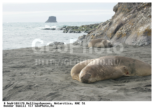 ����������, ����������, �������������, ���, ��� 51, ��� 2005, ���������� �������������� ����������, ����� �����, �����, ���, ����, ��������, ��������, ��������, ������, ����, �������, �����, ��������, ����, �������, ������, �����, �������, �����, ����� ��������, ����, ������, ������, �����, ����������, ������� �������������, ������� �������������, ������� �����, XYZ, ��������� ������, Phocidae, ����� ������� ����, Mirounga leonina, ������� �������������, ������� �������������, ������� �����, XYZ, ��������� ������, Phocidae, ����� ������� ����, Mirounga leonina