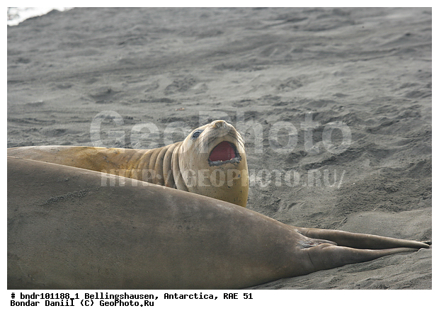 ����������, ����������, �������������, ���, ��� 51, ��� 2005, ���������� �������������� ����������, ����� �����, ������, ����, ��������, ��������, �����, ������, �����, �������, �����, ������, �� �����, ����, �������, �����, �������, ���, ������, ������, �����, ����������, ������� �������������, ������� �������������, ������� �����, XYZ, ��������� ������, Phocidae, ����� ������� ����, Mirounga leonina, ������� �������������, ������� �������������, ������� �����, XYZ, ��������� ������, Phocidae, ����� ������� ����, Mirounga leonina